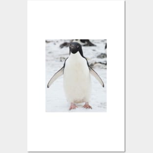 An Adelie penguin, from Antartica Posters and Art